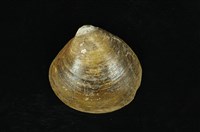 藏品(紅樹蜆)的圖片